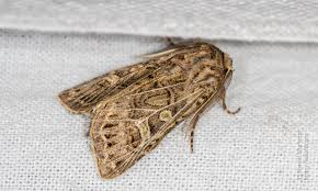 Attēlu rezultāti vaicājumam “Tholera decimalis male”