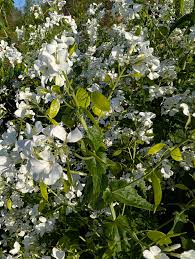 Attēlu rezultāti vaicājumam “Linaria loeselii flower”