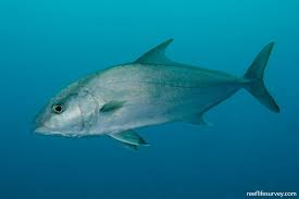 Image result for Seriola rivoliana