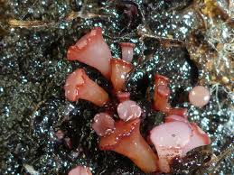 Attēlu rezultāti vaicājumam “Ascocoryne cylichnium”