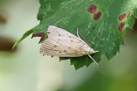 Attēlu rezultāti vaicājumam “Calamotropha paludella”