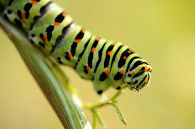 Attēlu rezultāti vaicājumam “Sphinx ligustri larva”