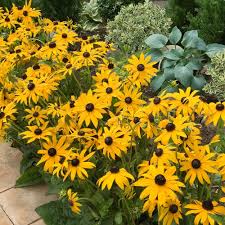 Image result for Rudbeckia Paradisio