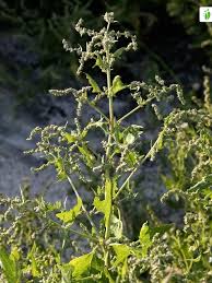 Attēlu rezultāti vaicājumam “Atriplex calotheca”