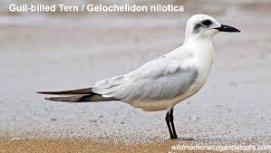 Image result for Gelochelidon nilotica