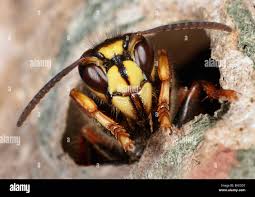 Attēlu rezultāti vaicājumam “Dolichovespula media”