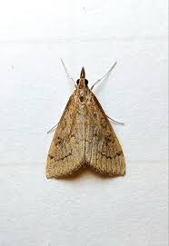 Attēlu rezultāti vaicājumam “Cribraria rubiginosa stalked”