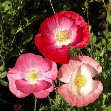 Image result for Papaver rhoeas