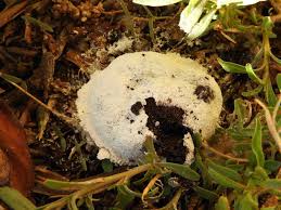 Attēlu rezultāti vaicājumam “Fuligo septica var. candida spores”