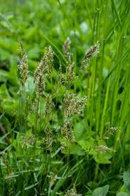 Attēlu rezultāti vaicājumam “Anthoxanthum odoratum flower”