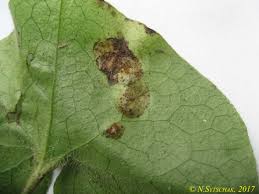 Attēlu rezultāti vaicājumam “Puccinia agrostidis”