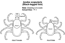 Attēlu rezultāti vaicājumam “Ixodes male”