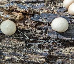 Attēlu rezultāti vaicājumam “Leptobryum pyriforme sporophyte”