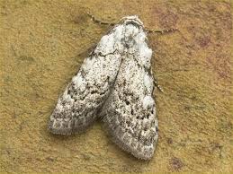 Attēlu rezultāti vaicājumam “Nola confusalis”