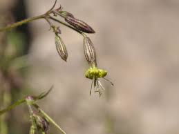 Attēlu rezultāti vaicājumam “Silene nutans”
