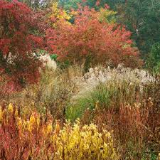 Attēlu rezultāti vaicājumam “Euphorbia palustris leaf”