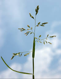 Attēlu rezultāti vaicājumam “Poa compressa”