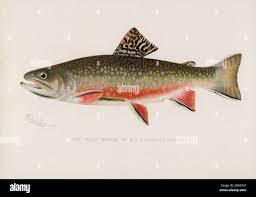 Image result for Salvelinus fontinalis