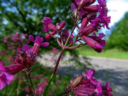 Attēlu rezultāti vaicājumam “Silene viscaria bud”