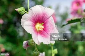 Image result for Stockrose