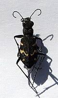 Attēlu rezultāti vaicājumam “Cicindela sylvatica imago”