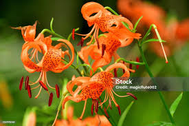 Attēlu rezultāti vaicājumam “Lilium lancifolium flower”