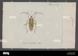 Attēlu rezultāti vaicājumam “Phytocoris tiliae imago”