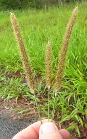 Attēlu rezultāti vaicājumam “Setaria glauca”