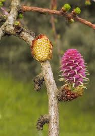 Attēlu rezultāti vaicājumam “Larix decidua flower”