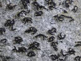 Attēlu rezultāti vaicājumam “Arthonia spadicea”