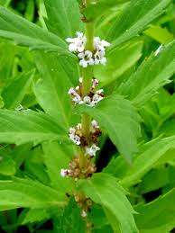 Attēlu rezultāti vaicājumam “Lycogala asperum sessile”