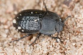 Attēlu rezultāti vaicājumam “Opatrum sabulosum”