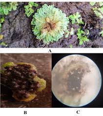 Attēlu rezultāti vaicājumam “Riccia cavernosa”