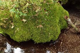 Attēlu rezultāti vaicājumam “Dicranodontium denudatum”