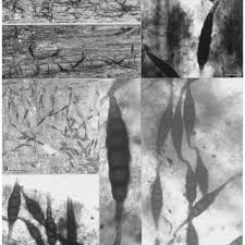 Attēlu rezultāti vaicājumam “Didymium annulisporum sessile”