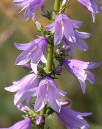 Attēlu rezultāti vaicājumam “Campanula bononiensis”