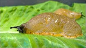 Attēlu rezultāti vaicājumam “Arion rufus”