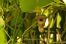Attēlu rezultāti vaicājumam “Aristolochia durior flower”