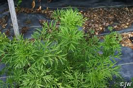 Attēlu rezultāti vaicājumam “Sambucus nigra leaf”