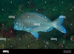 Image result for Pachymetopon grande