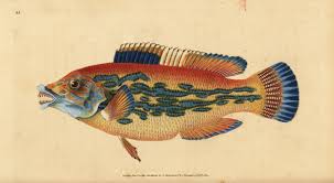 Image result for Labrus mixtus