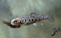 Image result for Oncorhynchus