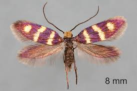 Attēlu rezultāti vaicājumam “Micropterix aureatella”