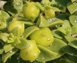 Attēlu rezultāti vaicājumam “Honckenya peploides flower”