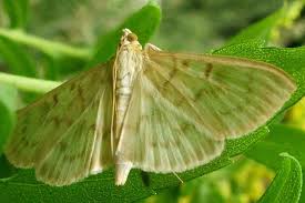 Attēlu rezultāti vaicājumam “Pleuroptya ruralis”