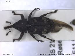 Attēlu rezultāti vaicājumam “Pissodes castaneus”