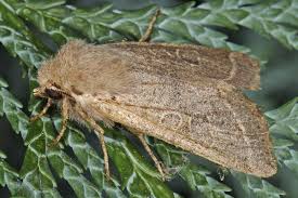 Attēlu rezultāti vaicājumam “Orthosia cerasi”