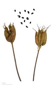 Attēlu rezultāti vaicājumam “Aquilegia vulgaris bud”