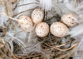 Attēlu rezultāti vaicājumam “Hirundo rustica nest”