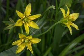 Attēlu rezultāti vaicājumam “Gagea lutea bud”